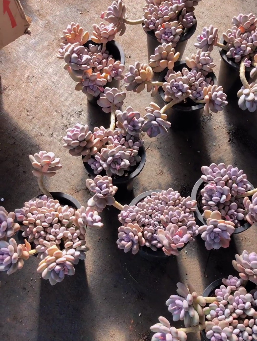 超老整桩无砍头的蛋黄奶脱土!多肉老桩 奶酪多肉