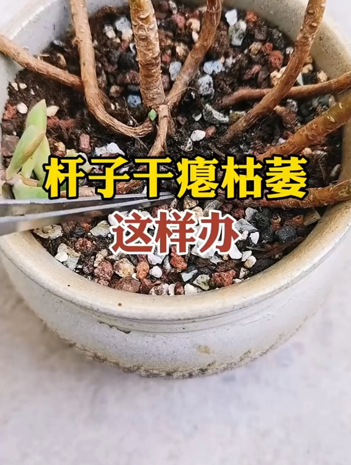 多肉杆子干瘪枯萎怎么办呢?分享养肉小经验,看完了评论区点赞哦
