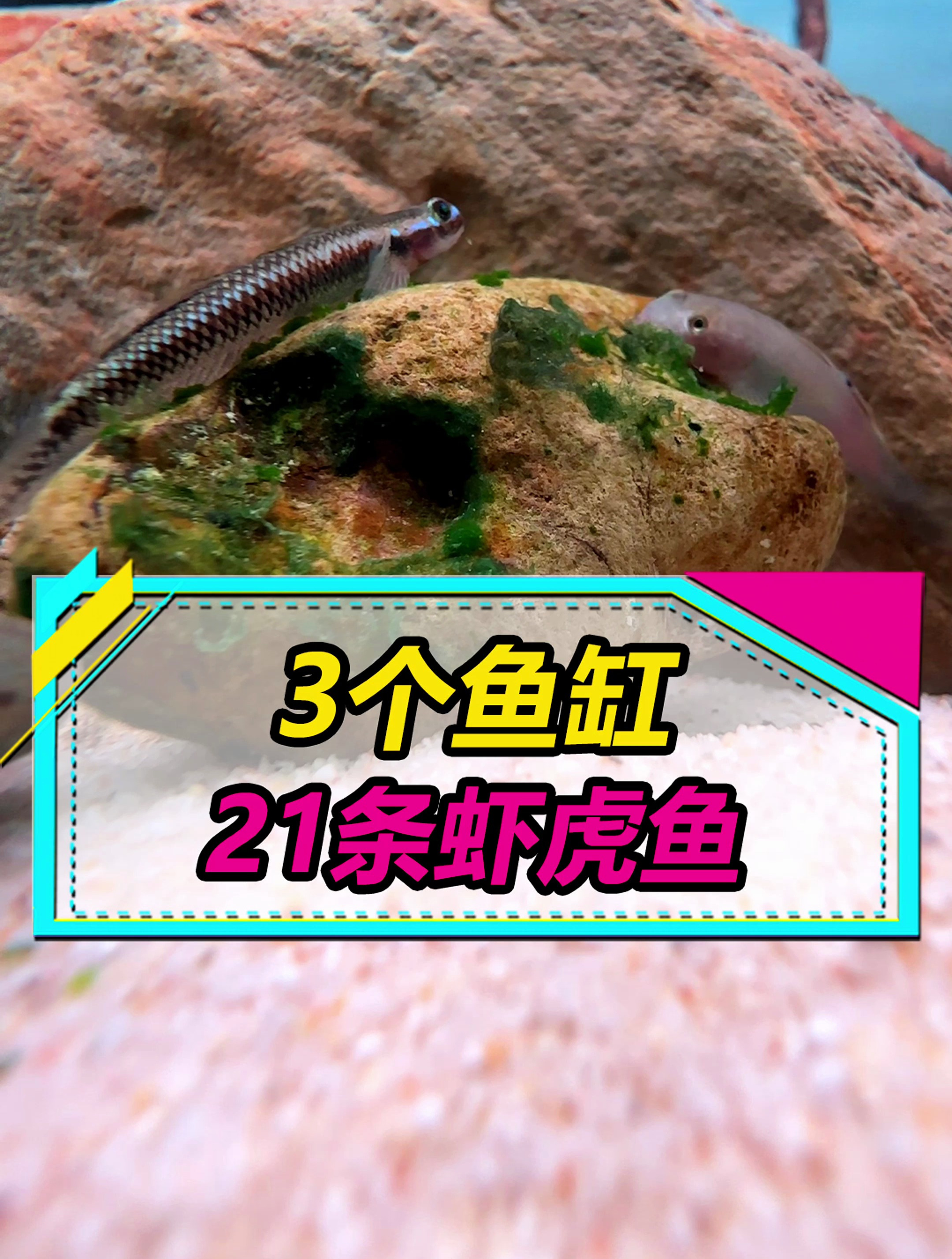 买了4种虾虎鱼,1种爱藏进沙子里,2种喜欢吃藻,1种擅长用嘴吵架