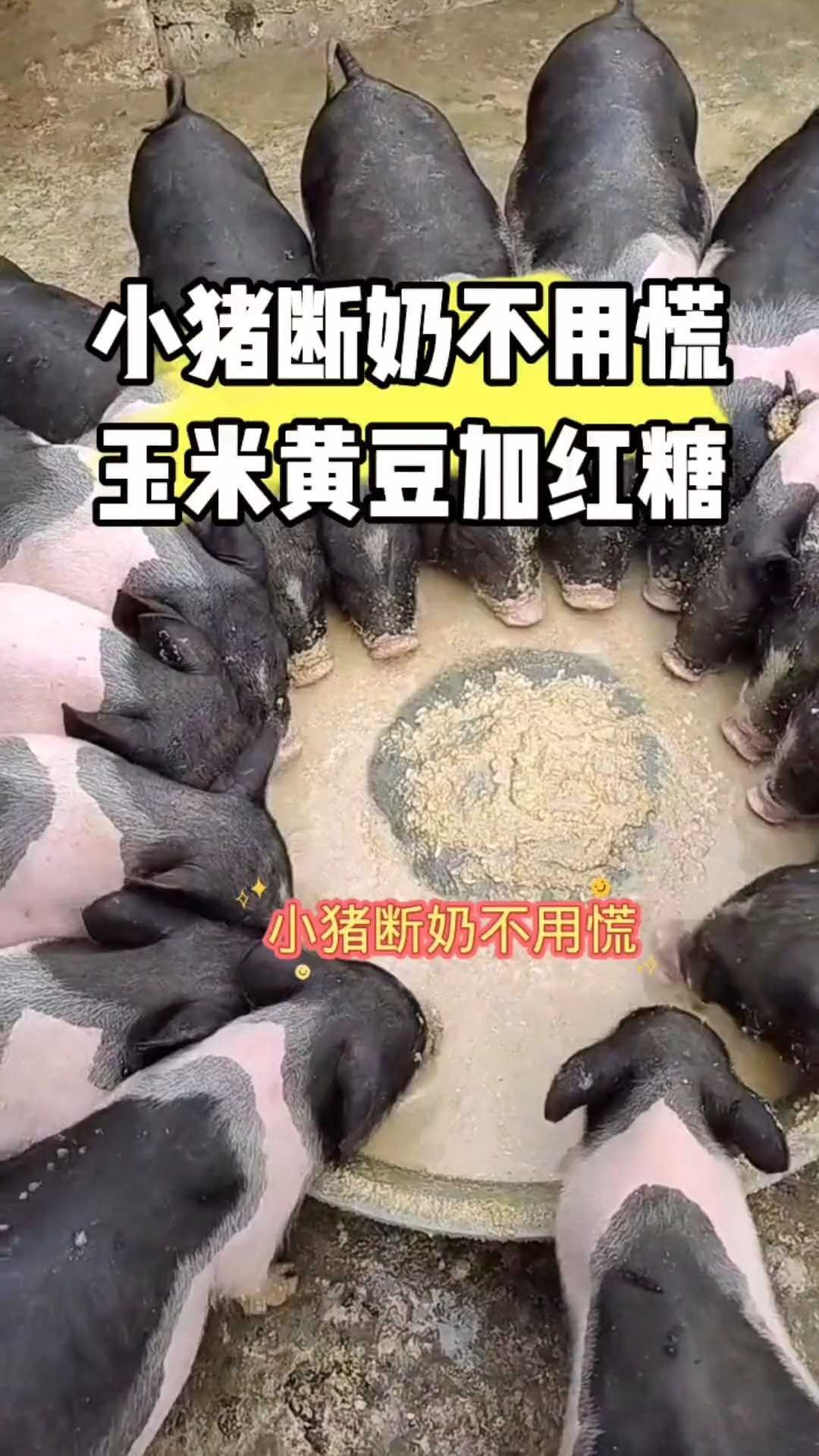 小猪断奶不用慌,玉米黄豆加红糖