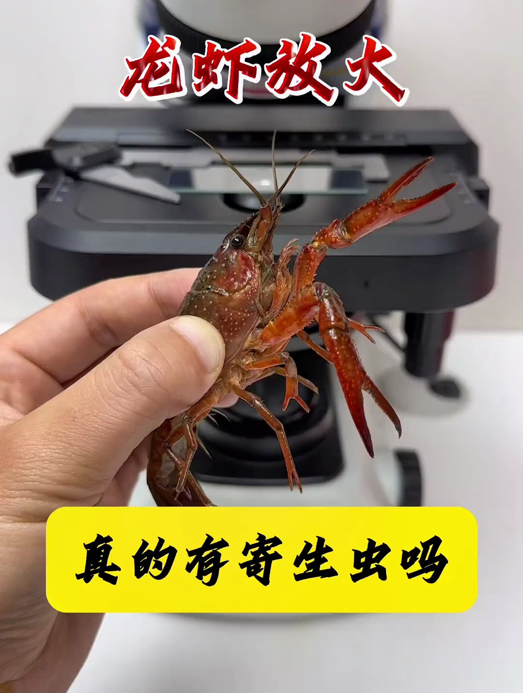 小龙虾放大,你还喜欢吃吗