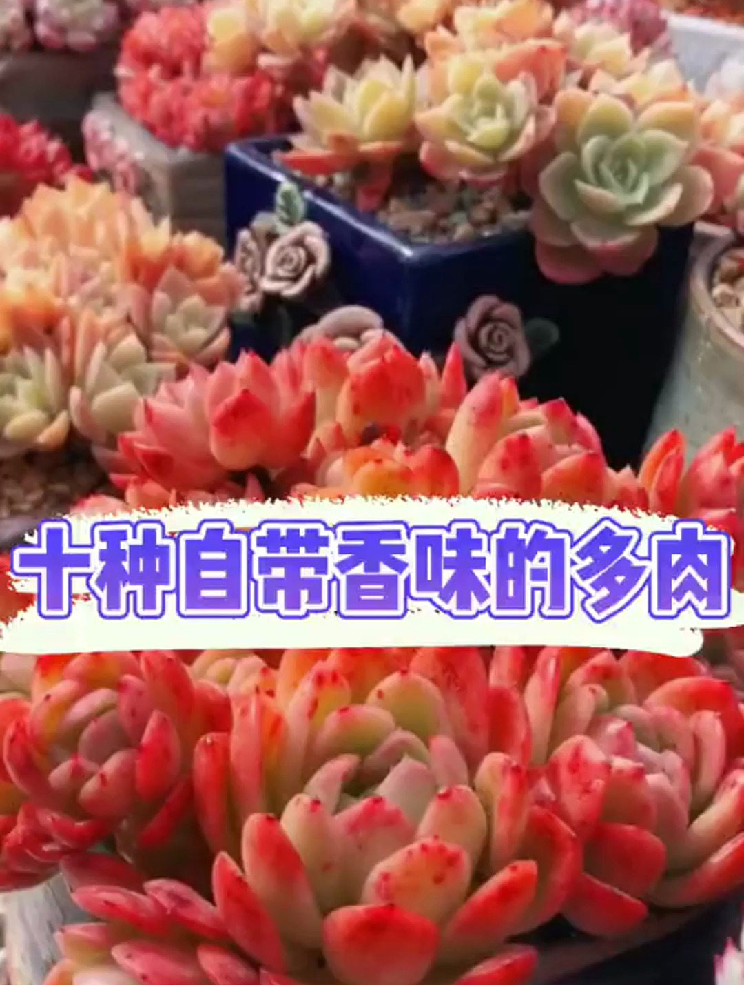 自带香味的多肉有哪些品种?把你有的打在评论区