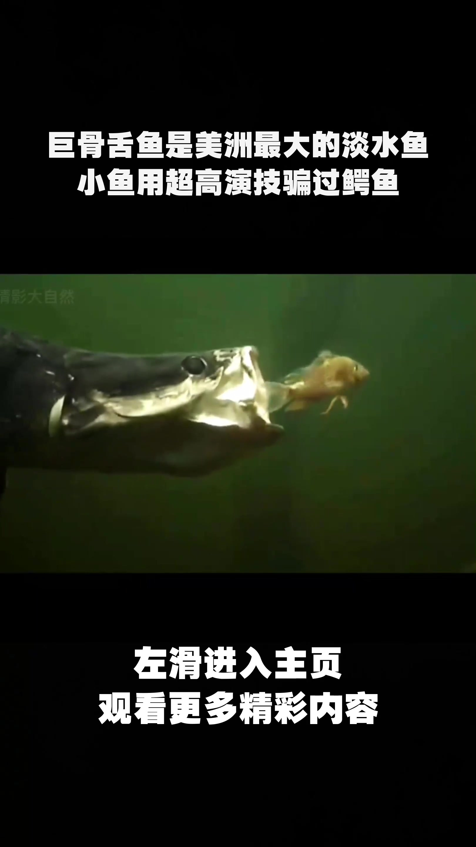 巨骨舌鱼是美洲最大的淡水鱼,小鱼用超高演技骗过鳄鱼!