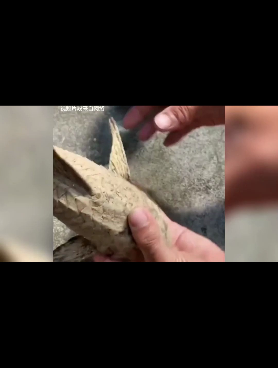 据说 被晒干的清道夫 遇到水之后就能复活 这是真的吗