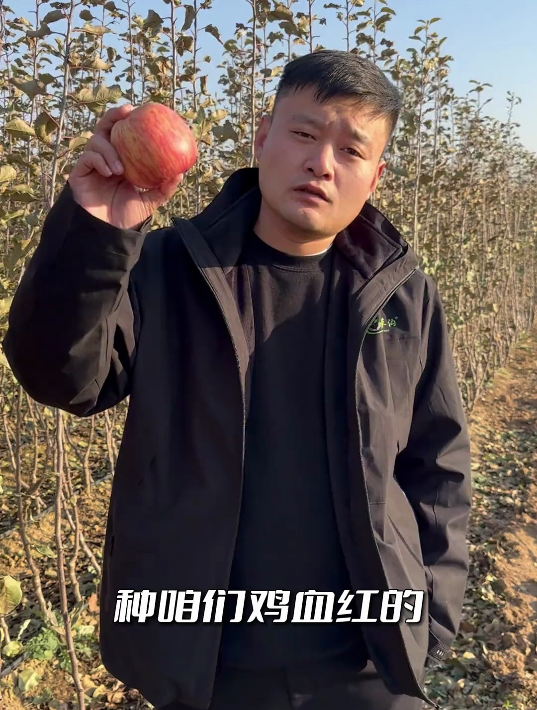 鸡血红、白底宽条纹,新2001矮化自根砧独杆大苗