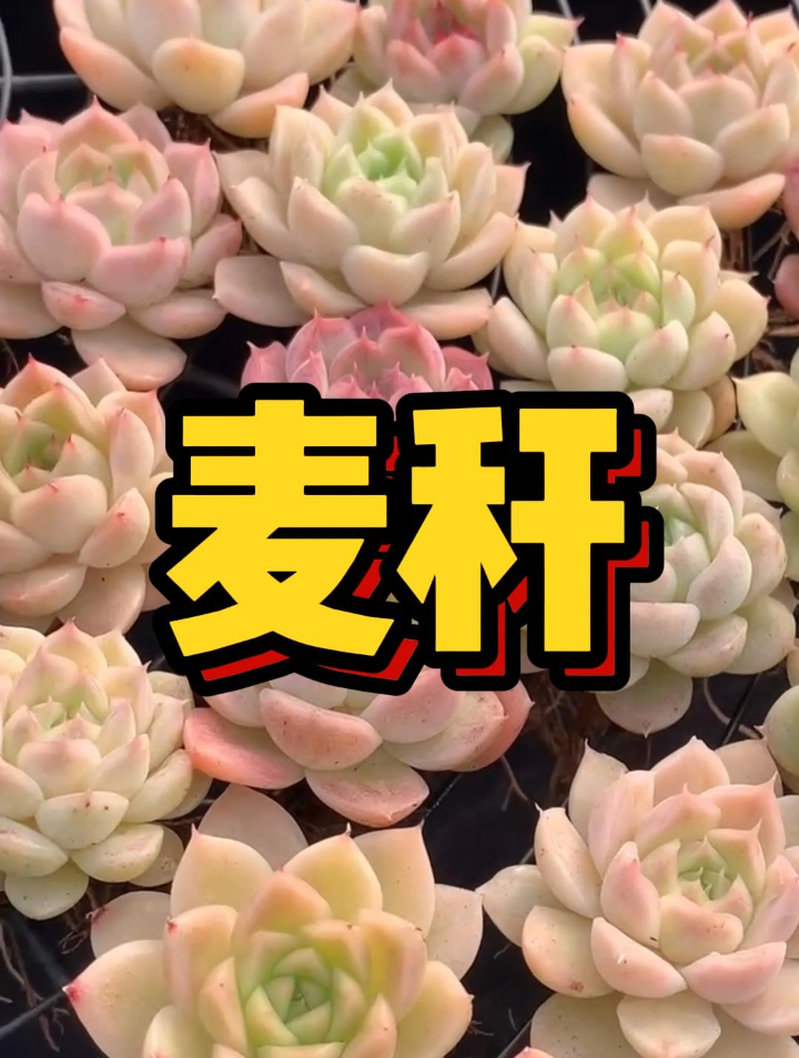多肉圈的顶流——麦秆,你了解多少?