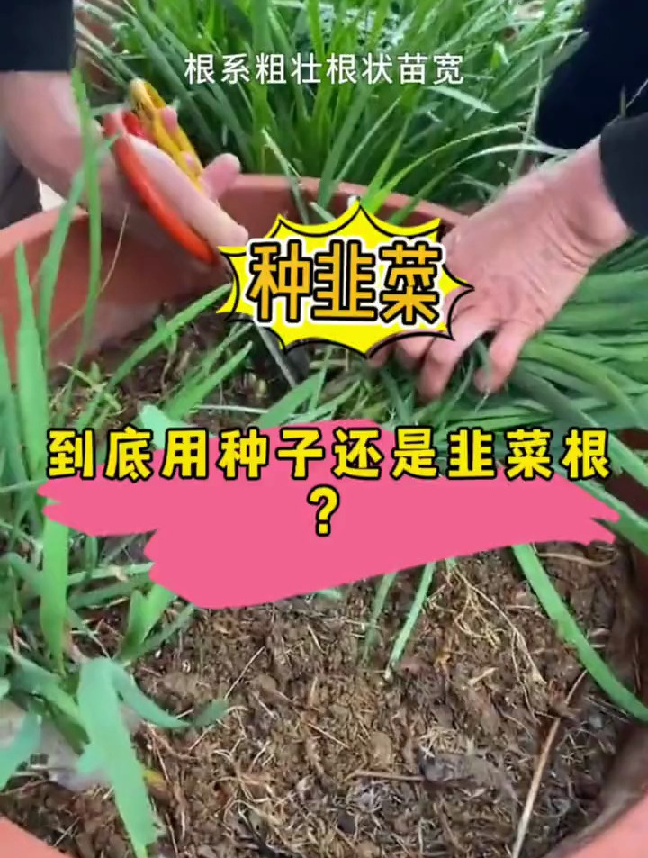 用韭菜,到底是用种子好,还是根好?