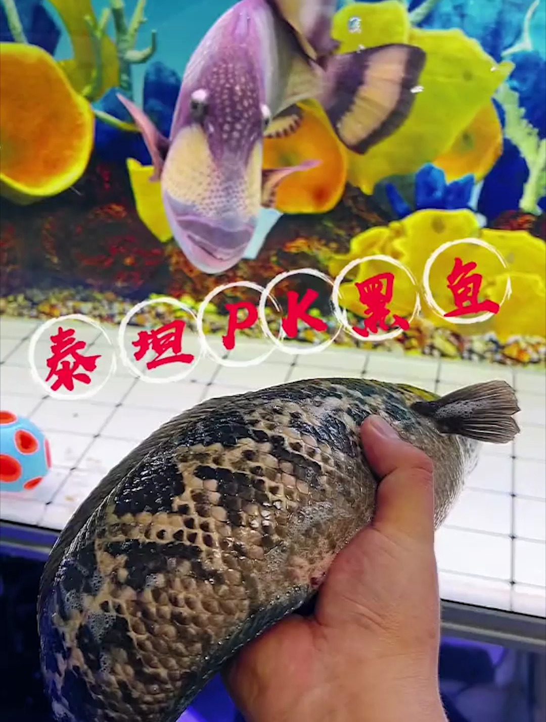 惨败!想啥呢你,让泰坦炮弹鱼和黑鱼一起PK这不纯纯找死