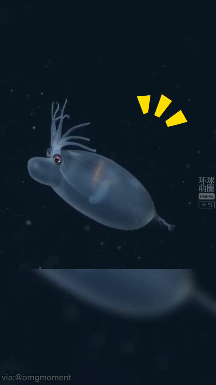 海洋中的“小猪佩奇”,好可爱~