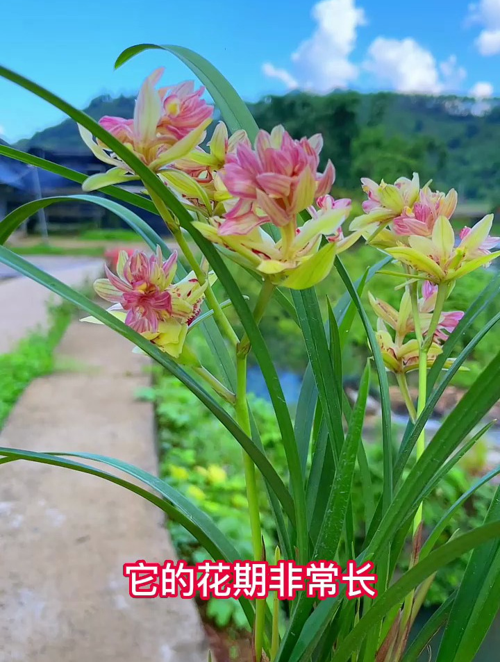 兰花中的香水兰花,开花层层叠叠,非常漂亮