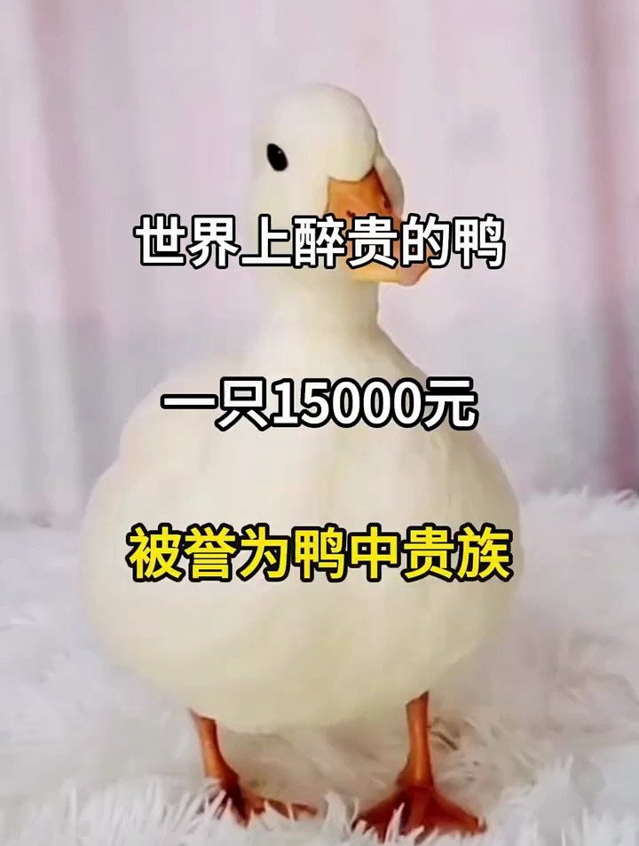 世界上最贵的鸭,一只15000元,被誉为鸭中贵族