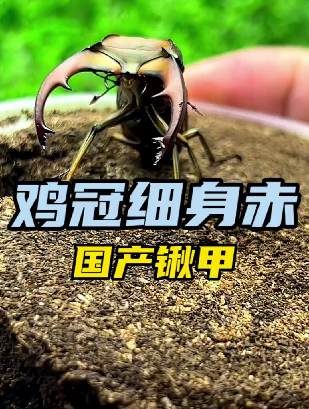 鸡冠细身赤锹甲 国产小型速成锹形虫 饲养非常简单