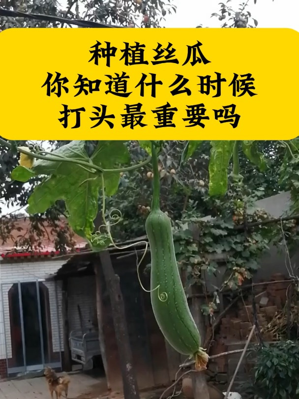 丝瓜种植方法,你知道什么时候打头最重要吗