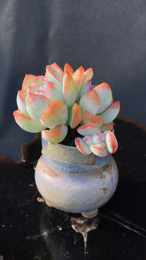 多肉不是肉多 水莲