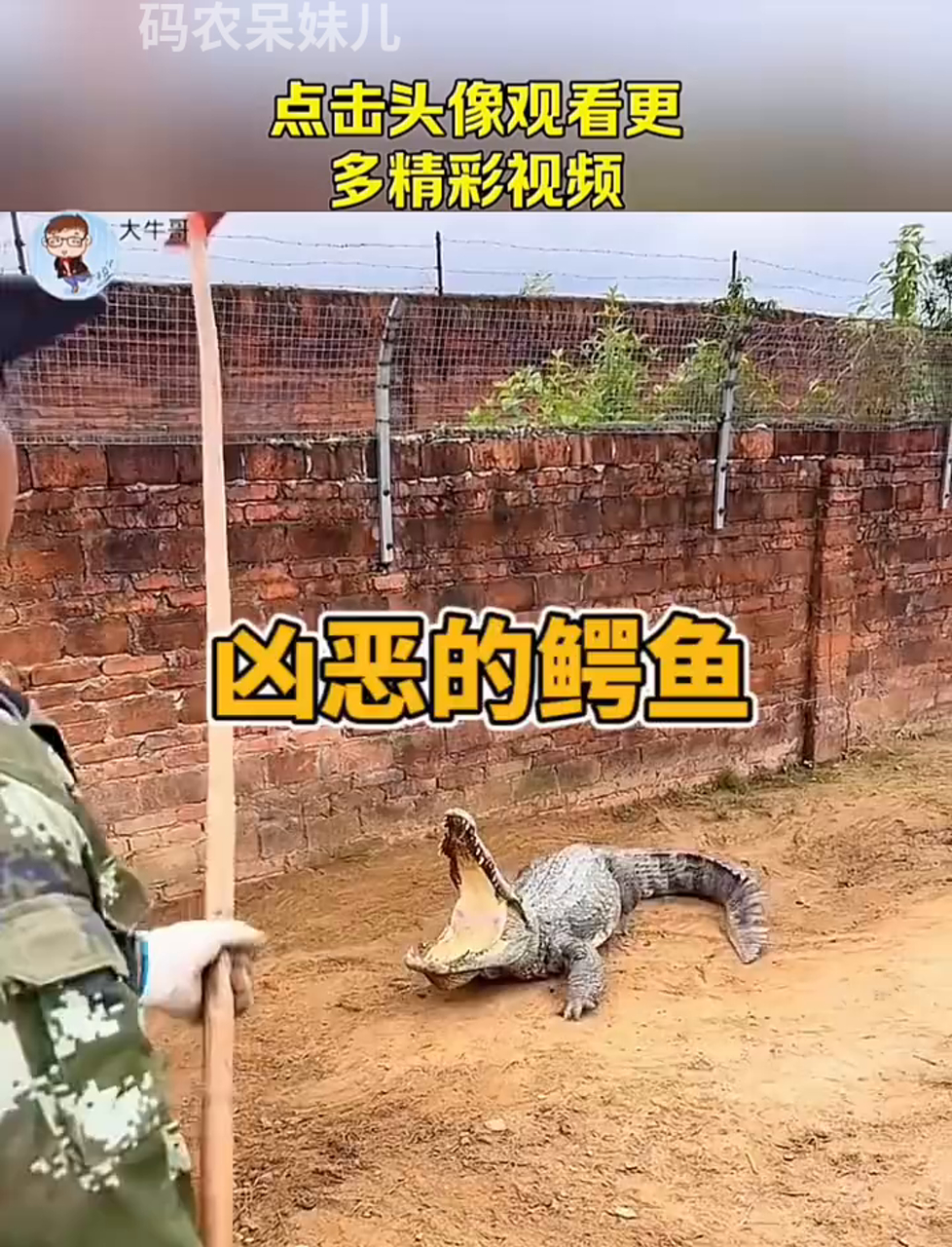 凶猛的鳄鱼,这家伙可不好惹!