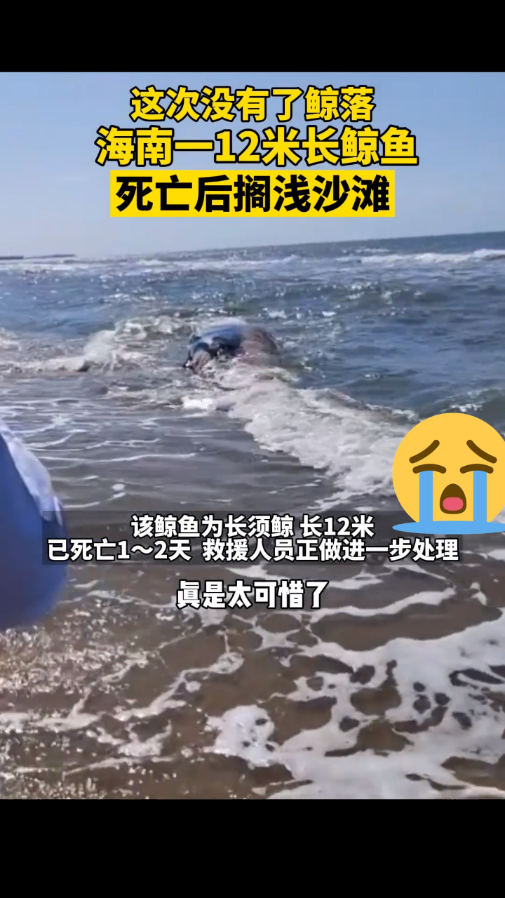 海南龙沐湾发现一搁浅死亡鲸鱼,身体无明显外伤,长约12米!