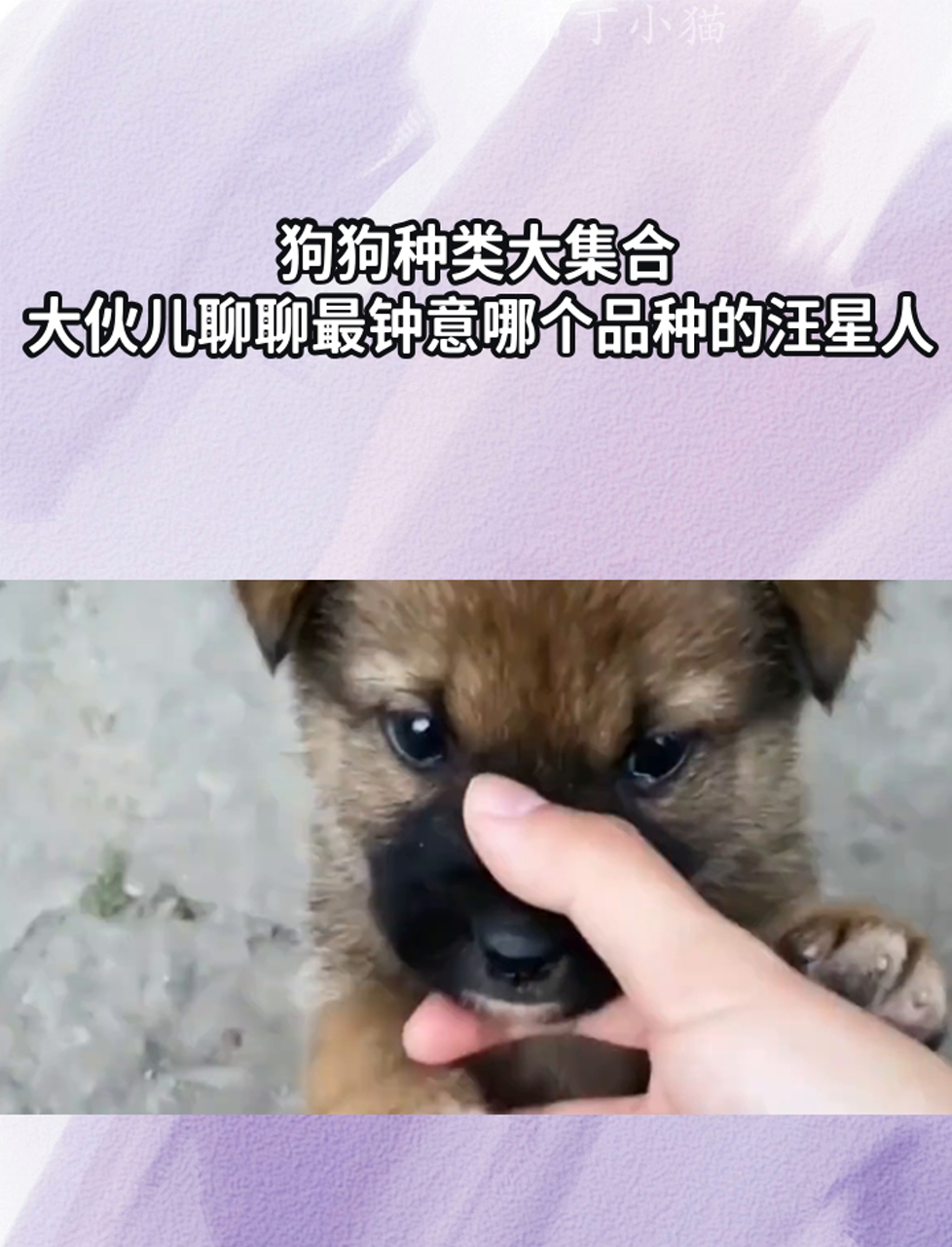 狗狗种类大集合,大伙儿聊聊最钟意哪个品种的汪星人