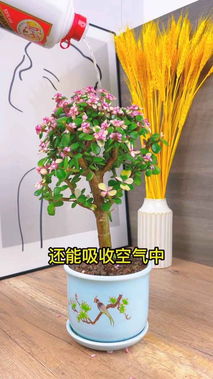 金枝玉叶高贵的多肉植物,好养易活