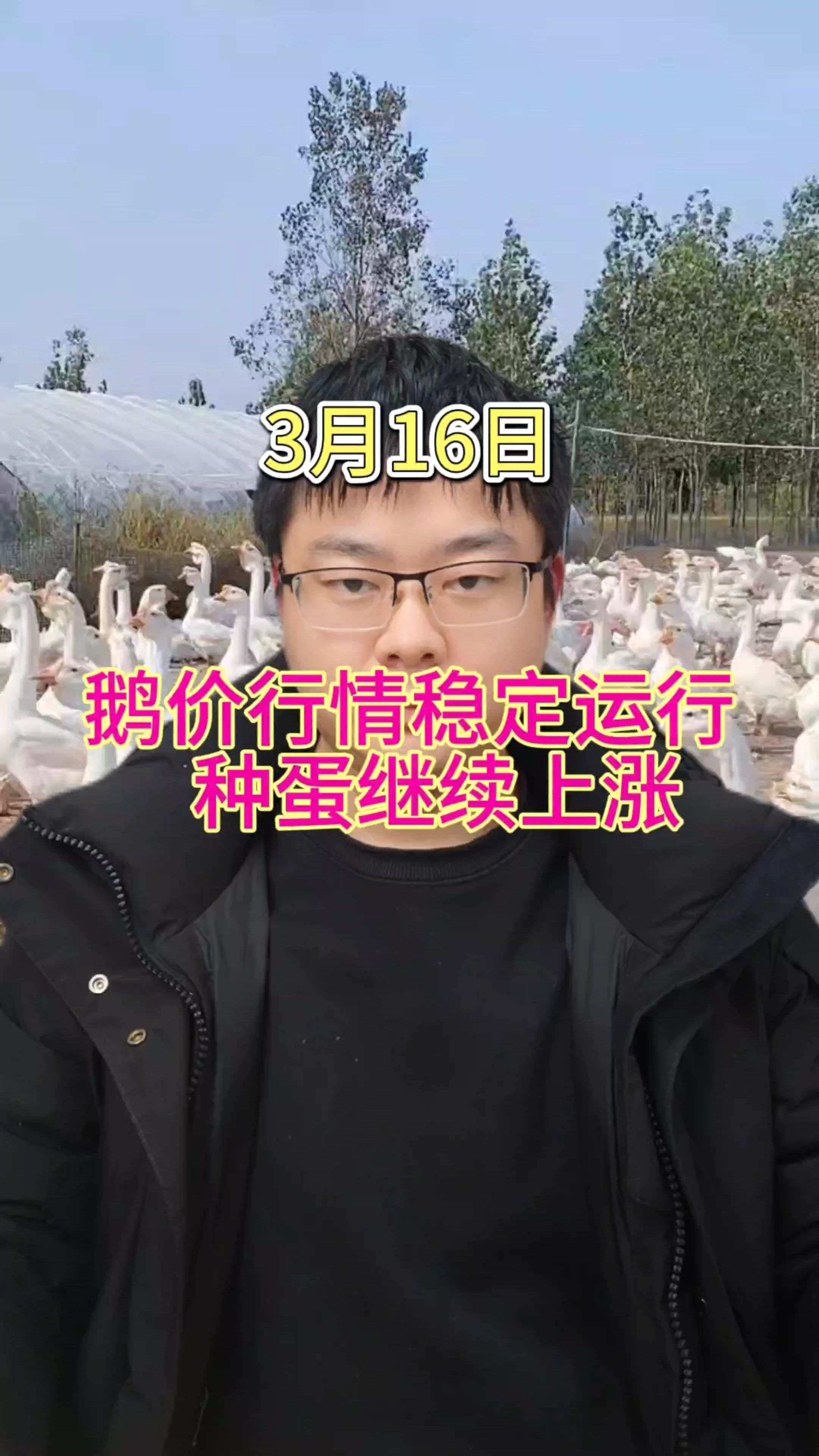 鹅价格行情 鹅价格最新报价 鹅价格是多少一斤 鹅价格能涨吗
