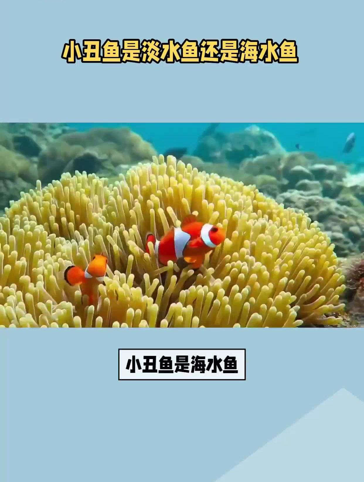 小丑鱼是淡水鱼还是海水鱼?揭秘海底小丑的家园