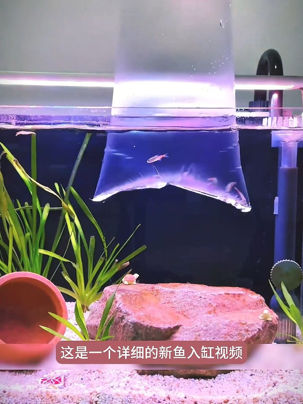 家庭鱼缸养鱼秘籍!让你的鱼儿健康成长,轻松打造梦幻水族箱