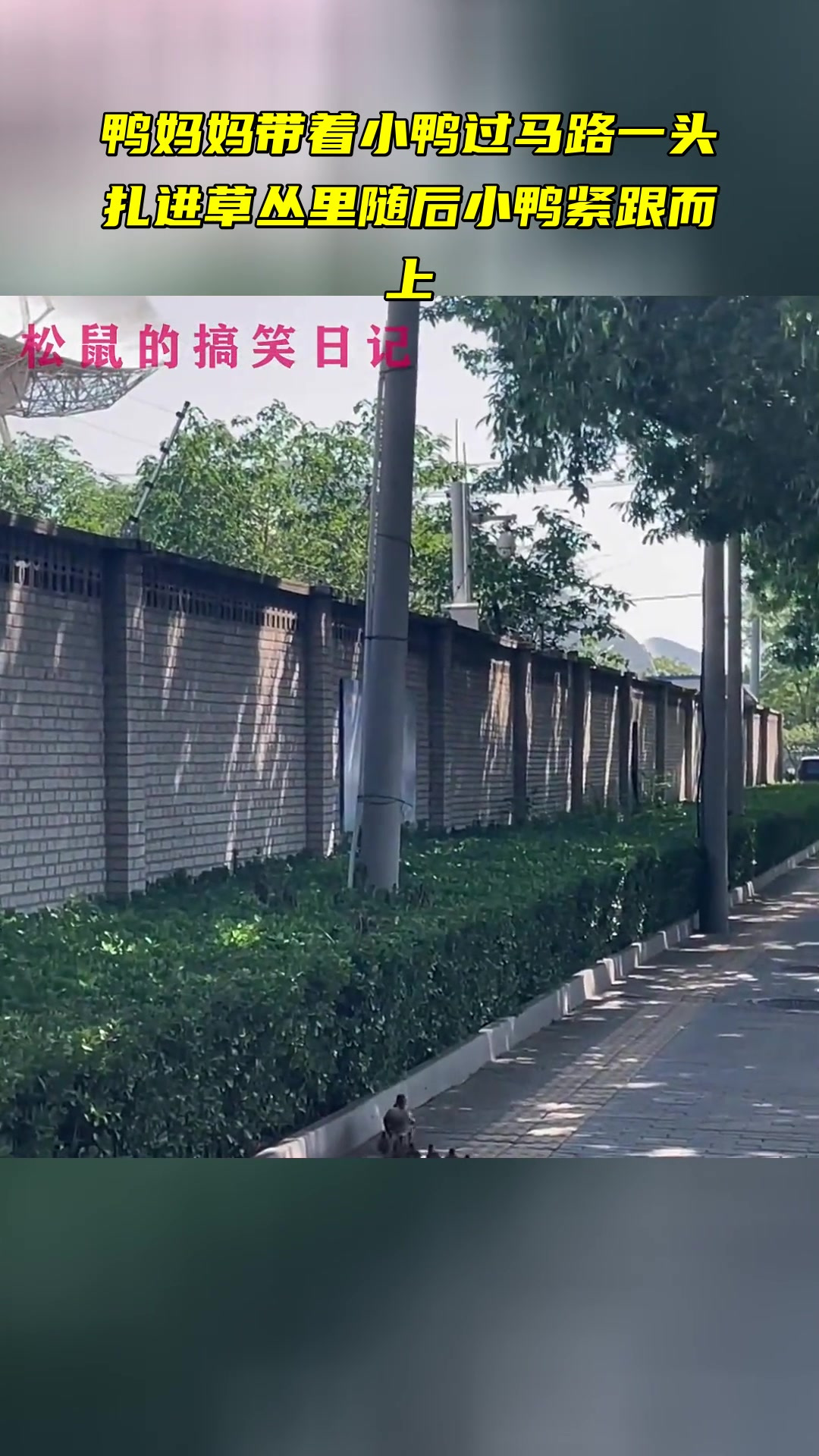 鸭妈妈带着小鸭过马路 一头扎进草丛里 随后小鸭紧跟而上