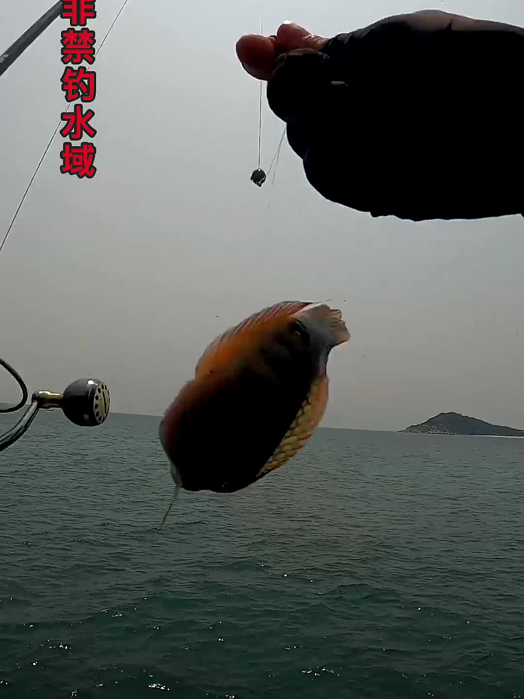 这鱼学名叫啥?我很好奇它怎么咬进去的