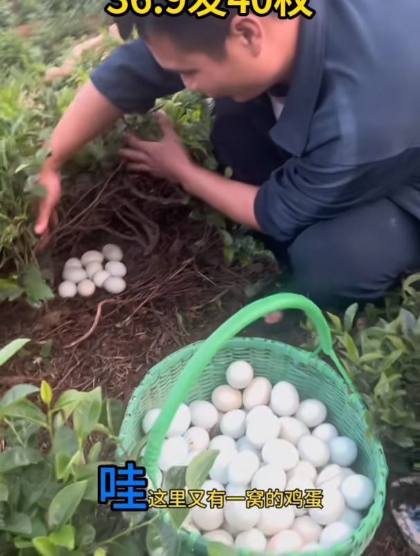正宗绿壳蛋农家散养乌鸡蛋
