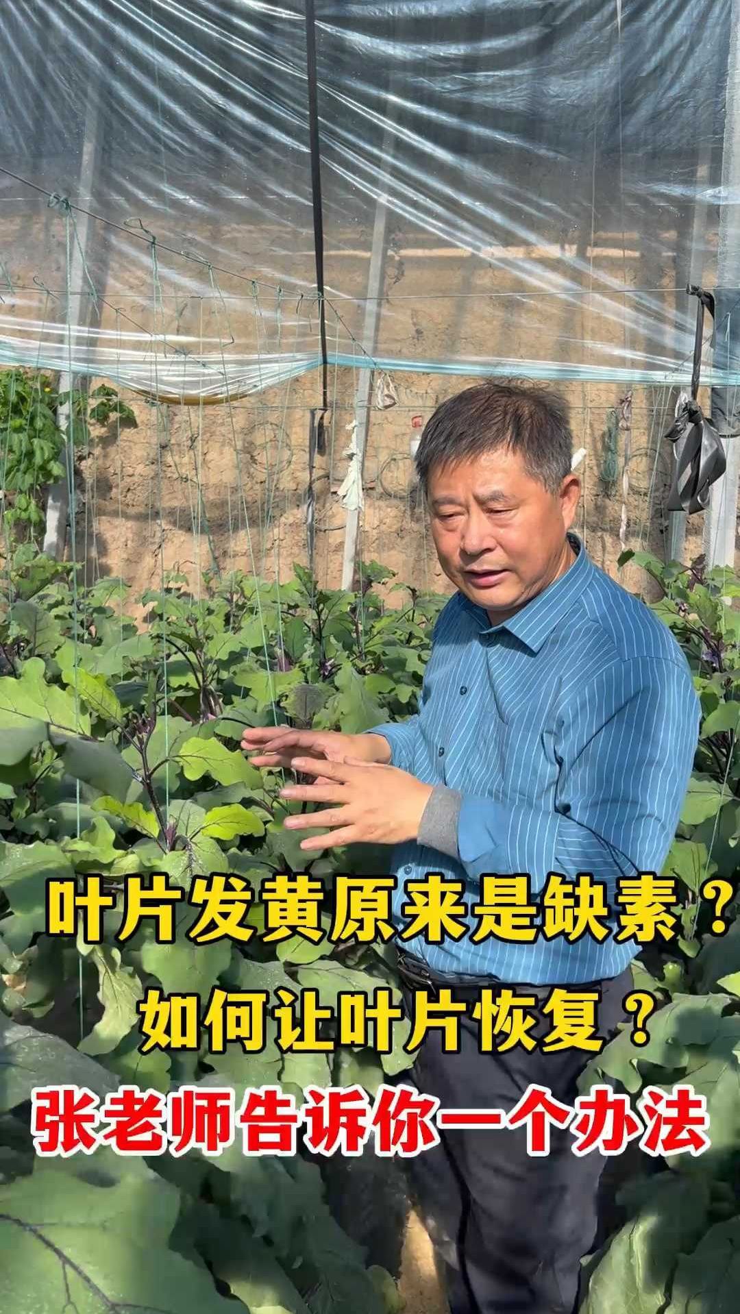 茄子叶片缺素而发黄,一个办法教你治理问题!