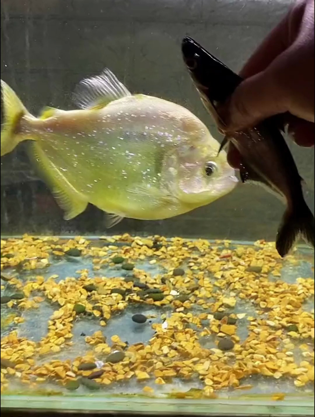只是给我家宠物喂个食!都别激动!黄鱼名字:旧金山黄钻食人鱼!