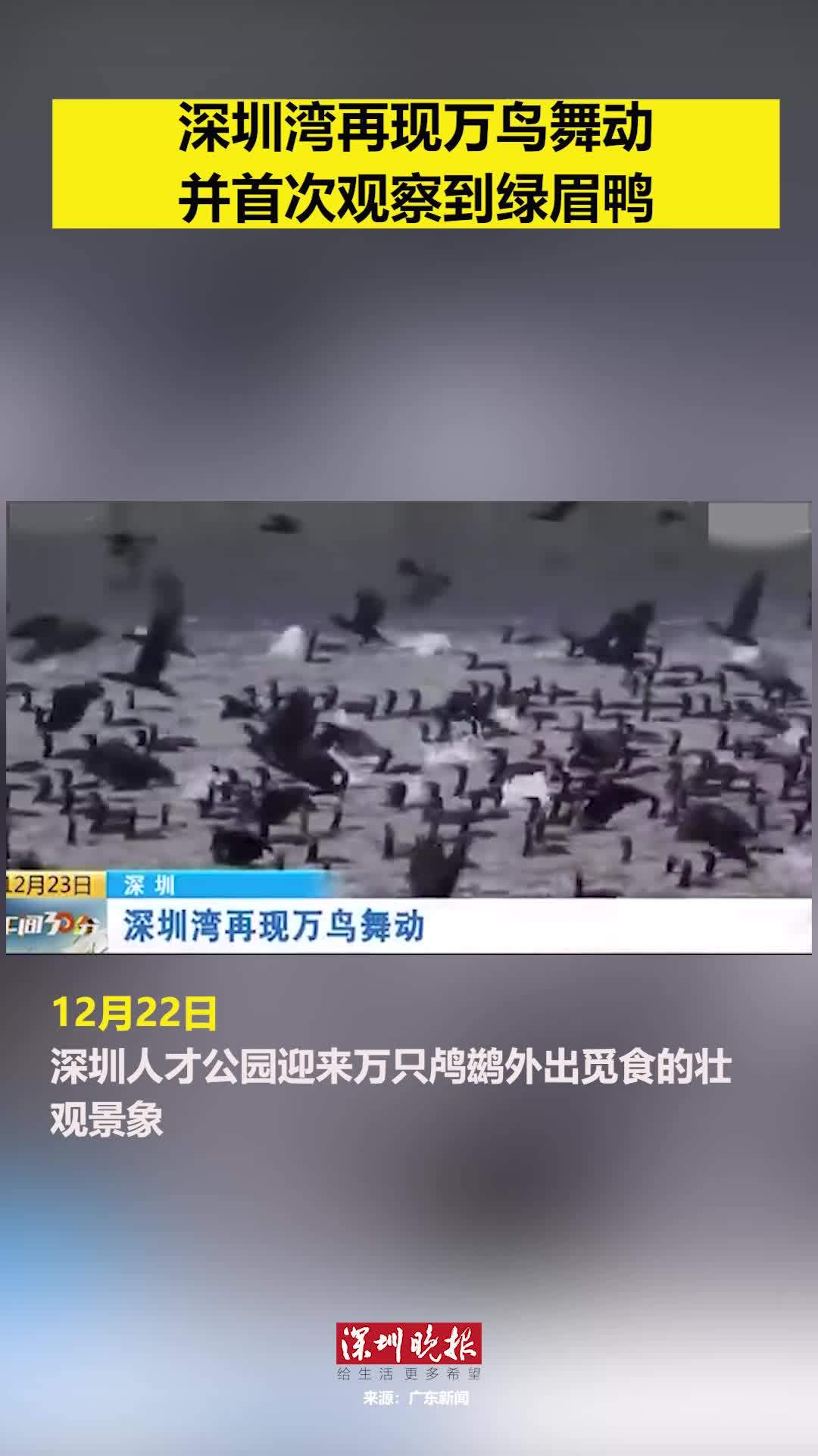 深圳湾再现万鸟舞动并首次观察到绿眉鸭