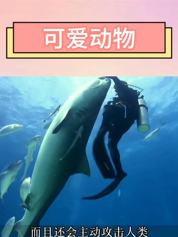 体型最大的八种鲨鱼第二期