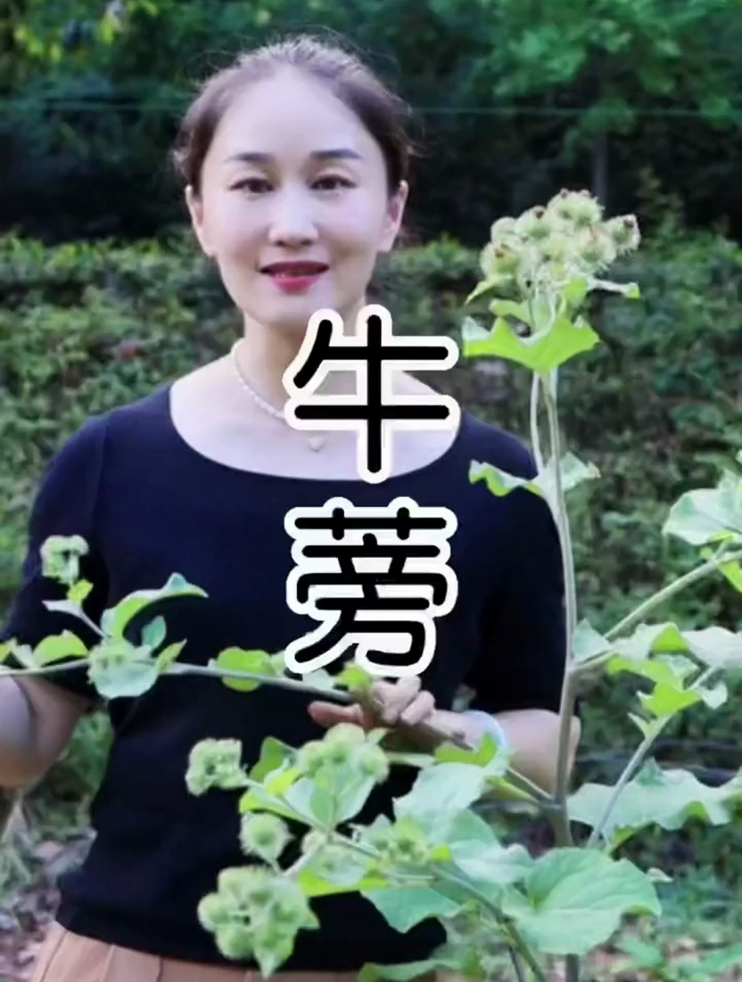 牛蒡一种可与人参媲美的植物,《本草纲目》成其“久服轻身耐老”
