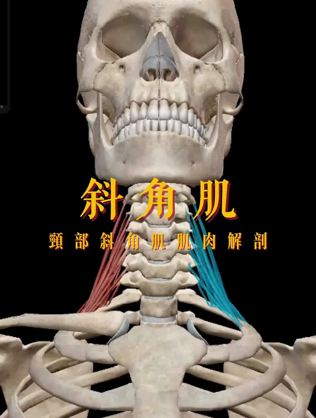 头部斜角肌肌肉解剖