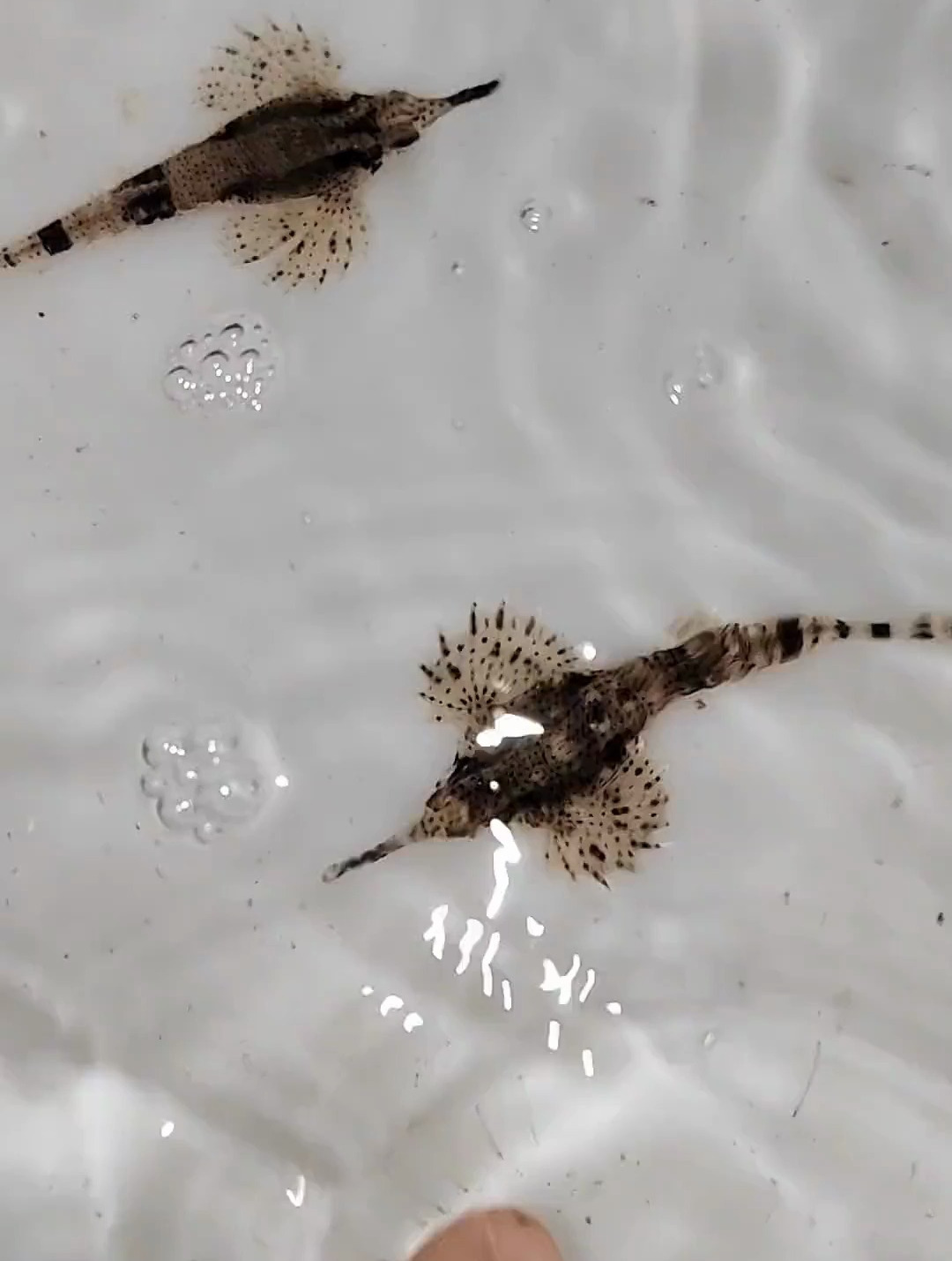 中华海蛾鱼 神奇动物