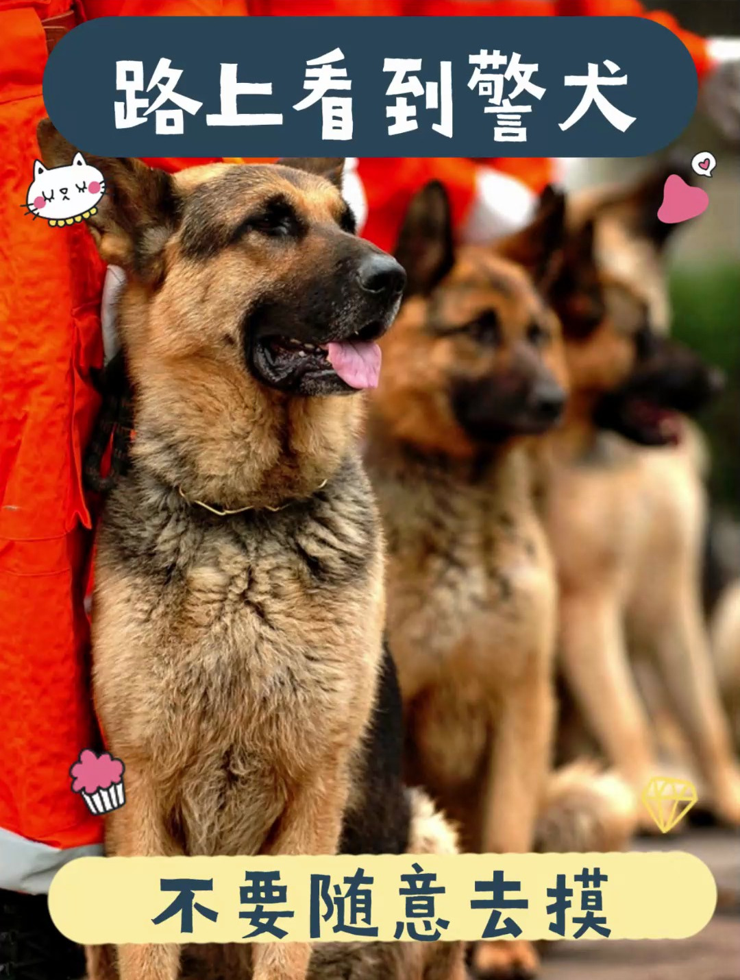 路上看到警犬,不要随意去摸