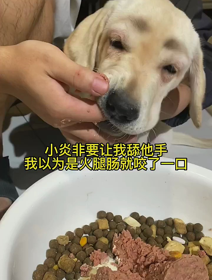 它护味冻干肉球犬粮 你学会了嘛?