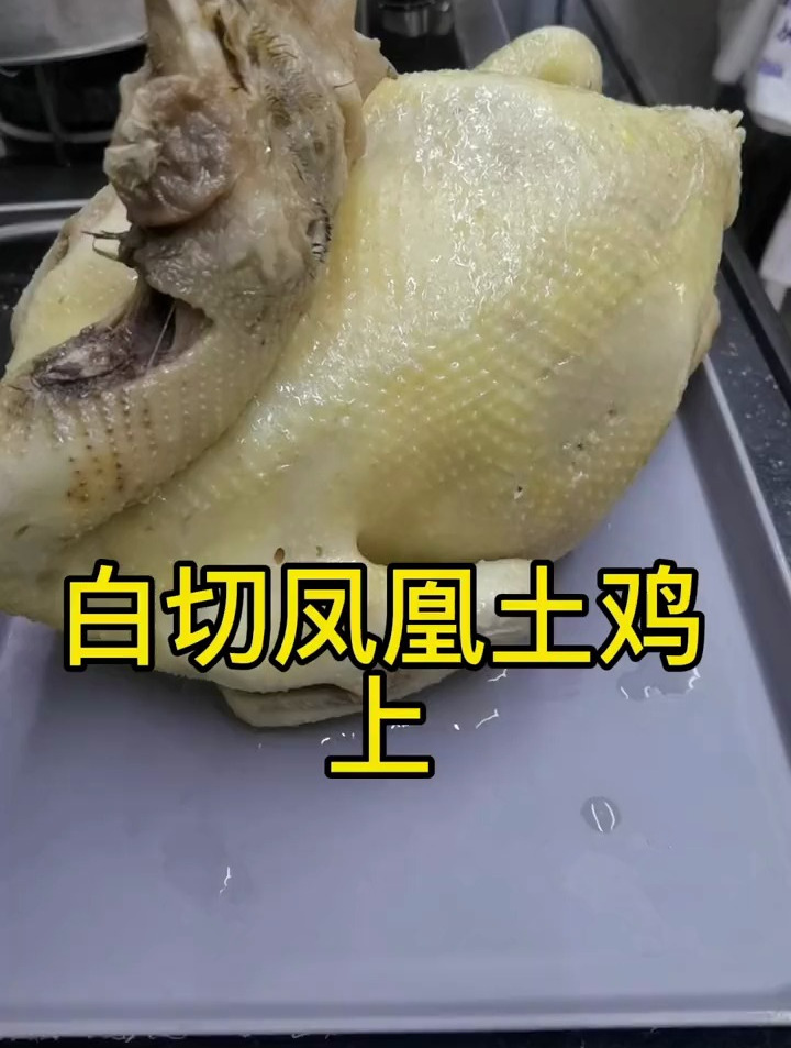 凤凰山的土鸡素以肉质紧实,鸡香十足而闻名,今天做白切凤凰土鸡