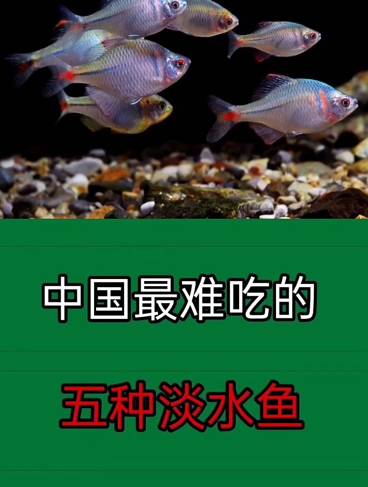 最难吃的淡水鱼,你有吃过吗