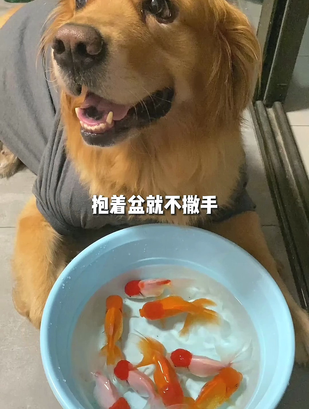 你说,狗看鱼的时候,在想什么?