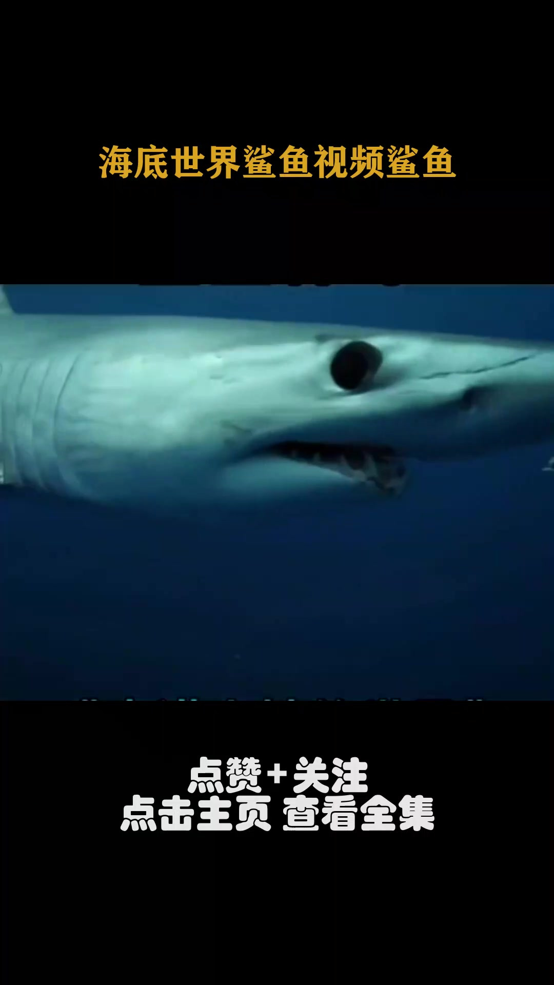 海底世界鲨鱼视频鲨鱼