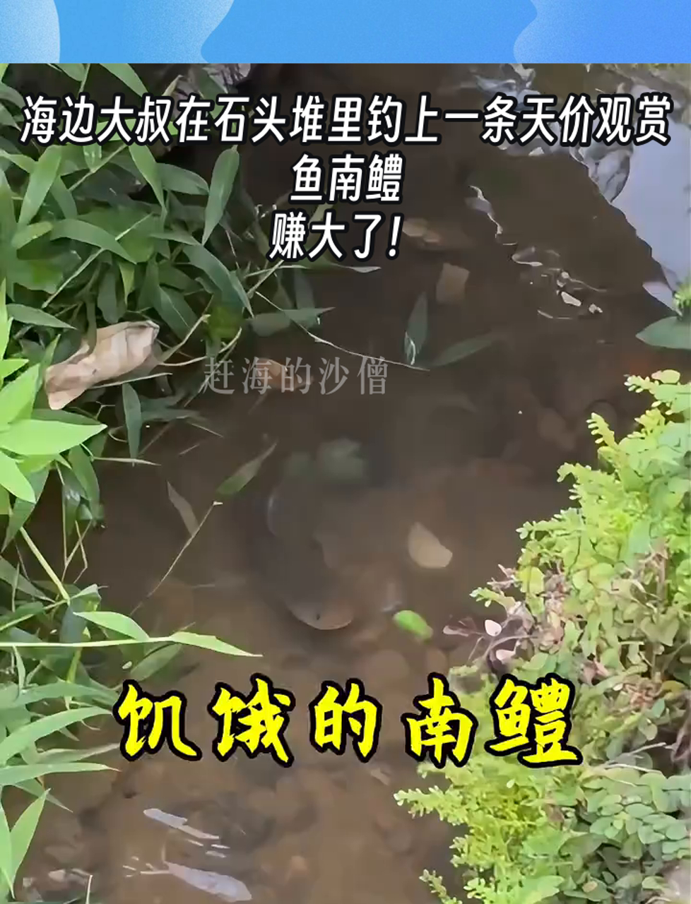 海边大叔在石头堆里钓上一条天价观赏鱼南鳢,赚大了!
