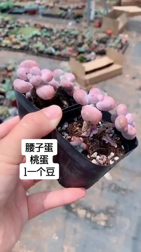 桃蛋,腰子蛋多肉植物