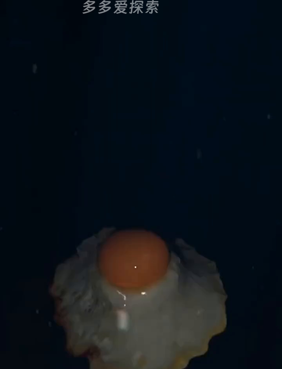 看起来像煎蛋的水母,你见过吗?