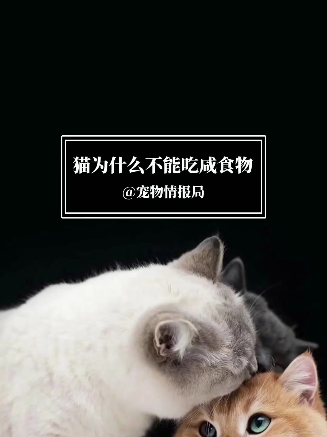 猫为什么不能吃咸的食物
