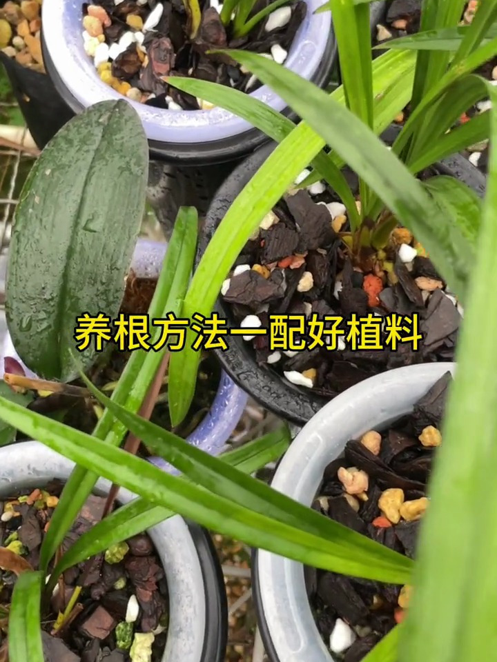 兰花是肉质根,想要养好根配方土很重要哦!