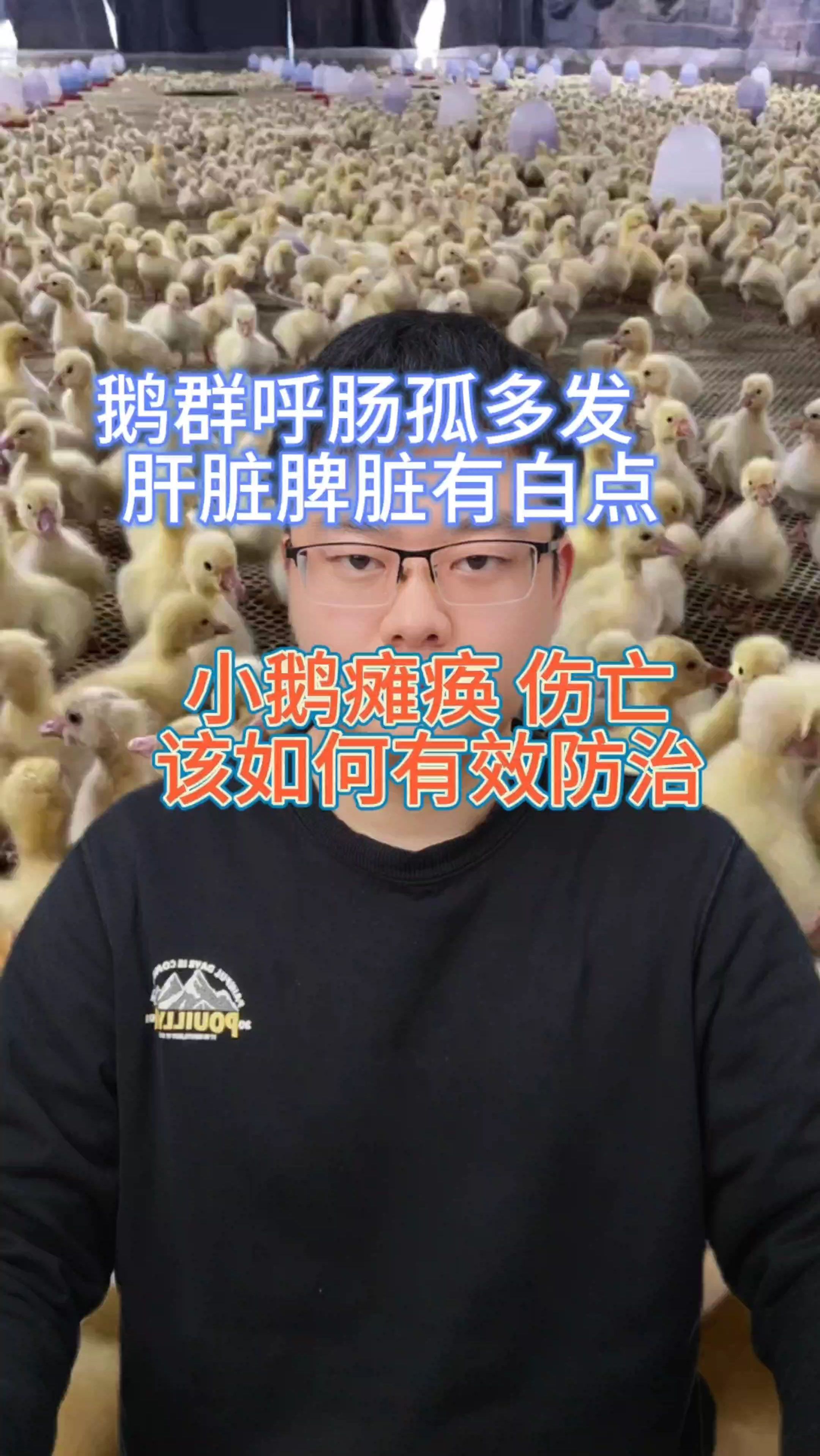鹅呼肠孤特效 小鹅呼肠孤解剖症状 新型鹅呼肠孤 肉鸭呼肠孤