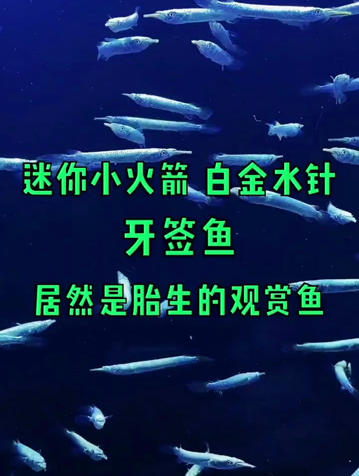 给大家分享下迷你小火箭白金水针,牙签鱼