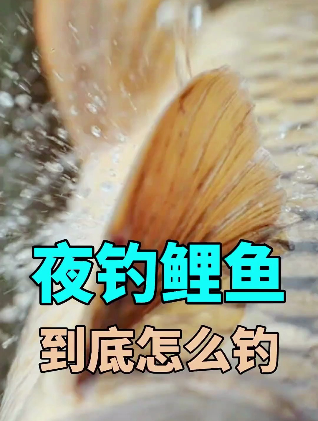 夜钓鲤鱼的套路,与白天完全不同,这可能是爆护的关键!