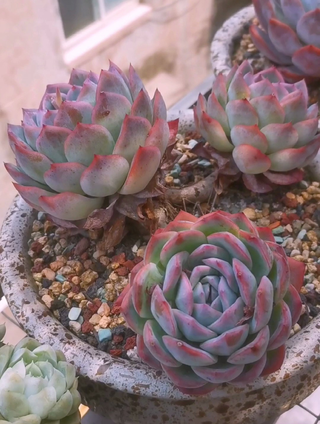 好多年没爆侧芽了,这盆3头红边月影多肉老桩!